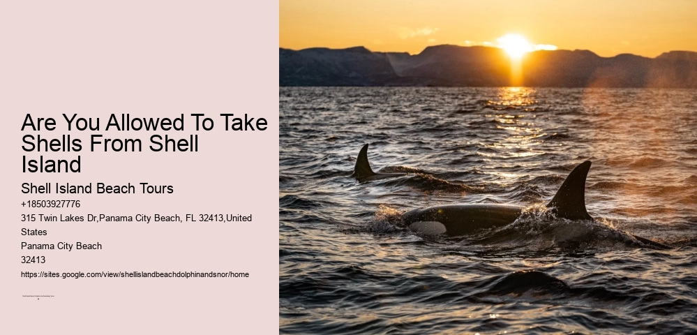 3 Hour Shell Island Dolphin And Snorkeling Tour