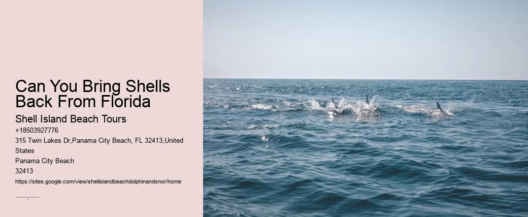 Can You Bring Shells Back From Florida