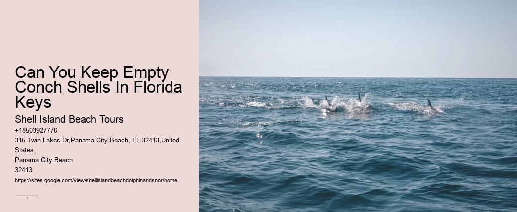 Can You Keep Empty Conch Shells In Florida Keys
