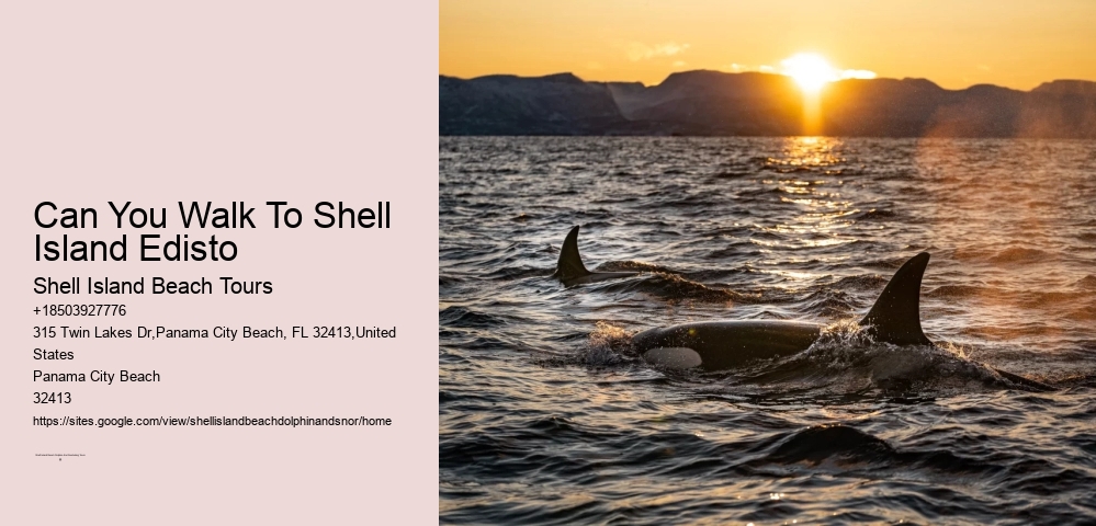 Can You Walk To Shell Island Edisto
