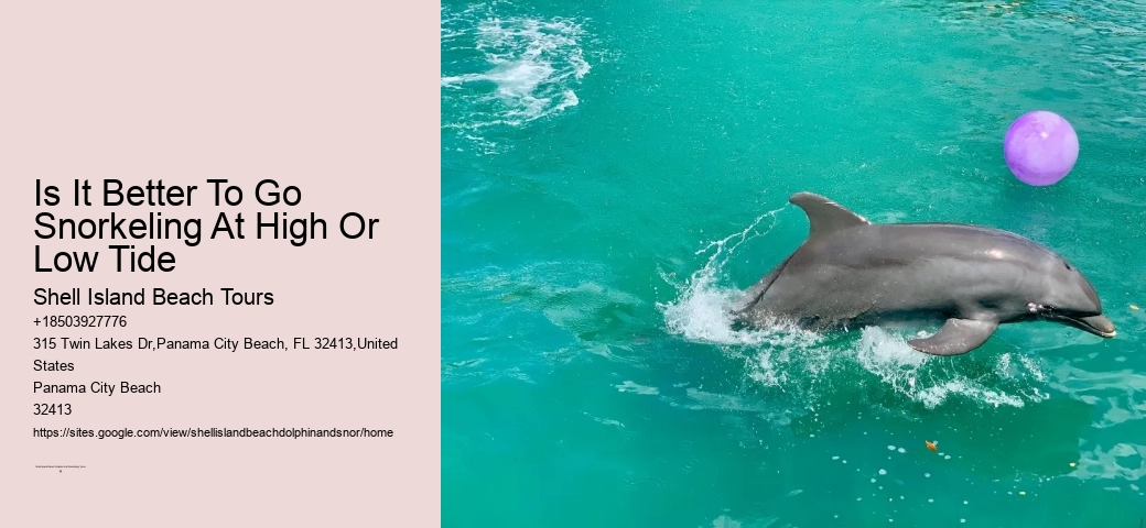 Faq: What To Do If You See A Stranded Dolphin