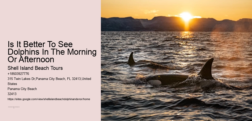 Is It Better To See Dolphins In The Morning Or Afternoon