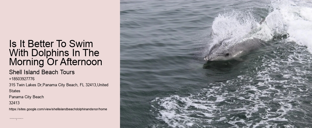 Never Touch Or Pet Dolphins