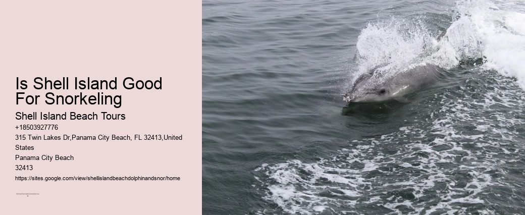 Can You See Dolphins At Shell Island