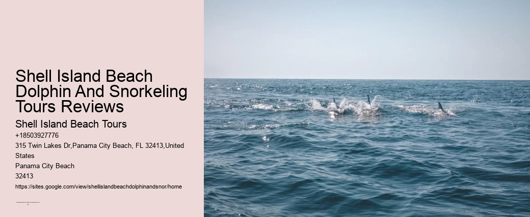 Shell Island Beach Dolphin And Snorkeling Tours Reviews