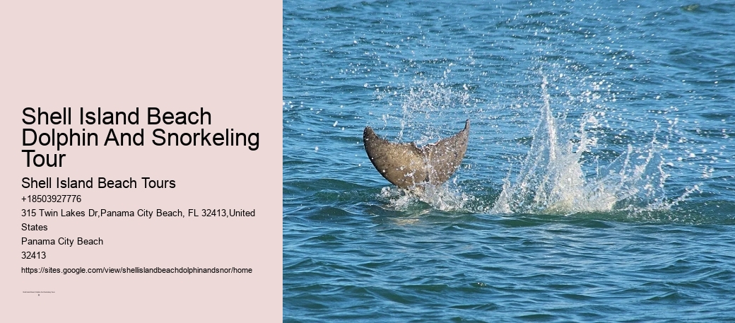 Shell Island Dolphin And Snorkeling Tour