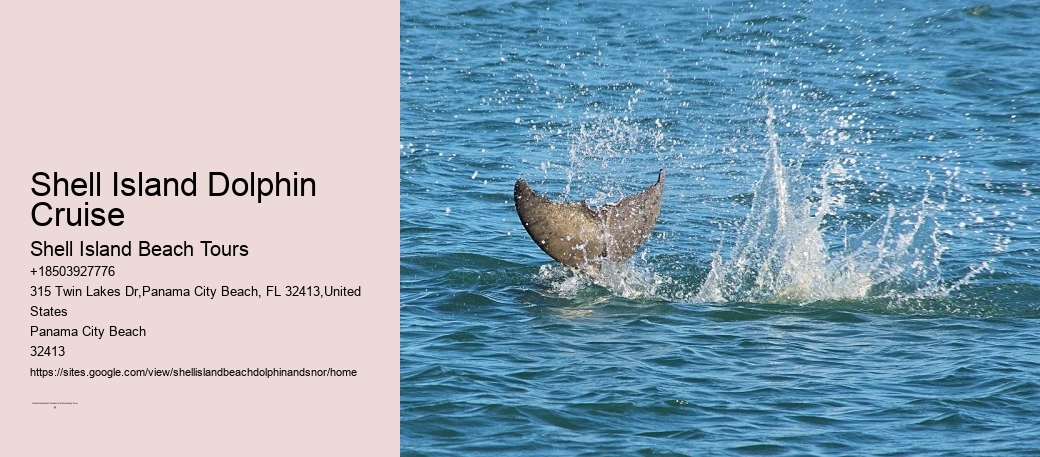 Shell Island Dolphin Cruise