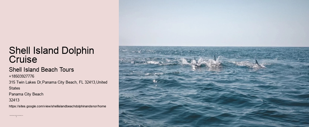 5 Tips For Swimming With Dolphins For The First Time