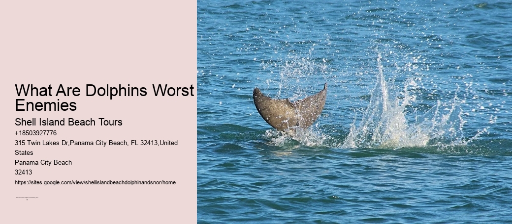 What Are Dolphins Worst Enemies