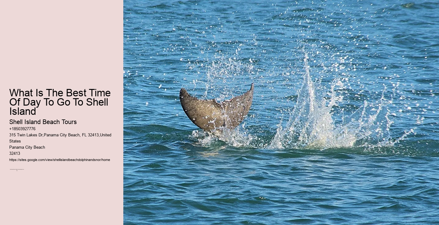 18 Best Places To Swim With Dolphins