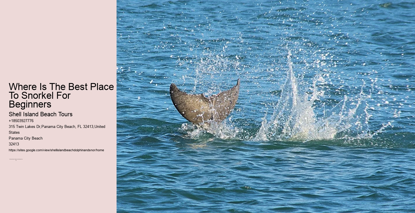 Shell Island And Dolphin Tours