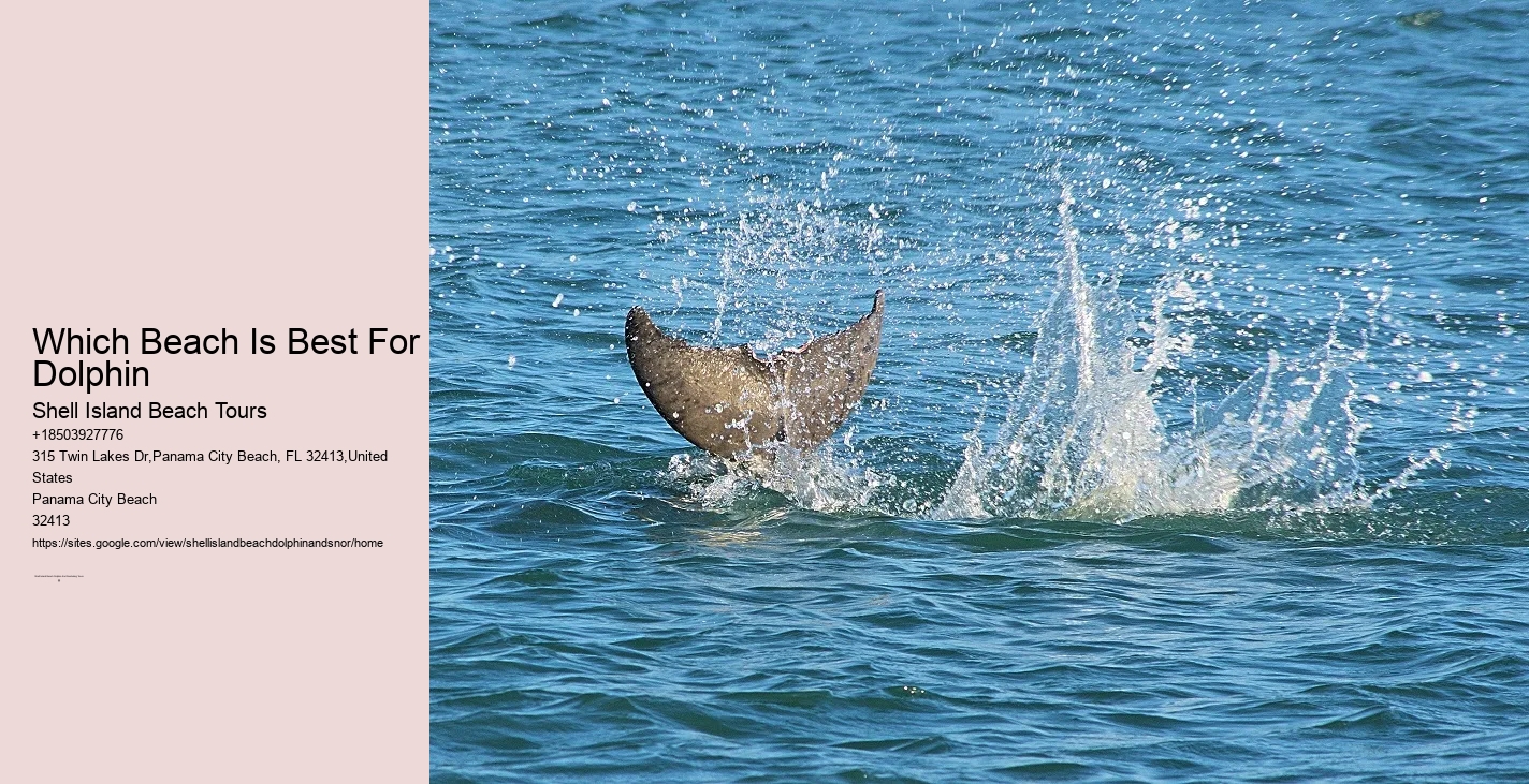 What Is The Best Time Of Day To Go To Shell Island