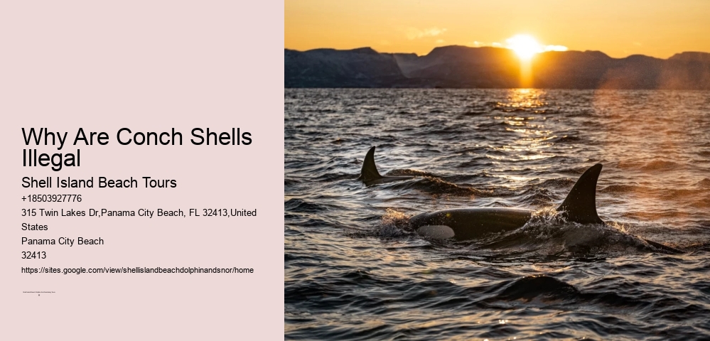 Why Are Conch Shells Illegal