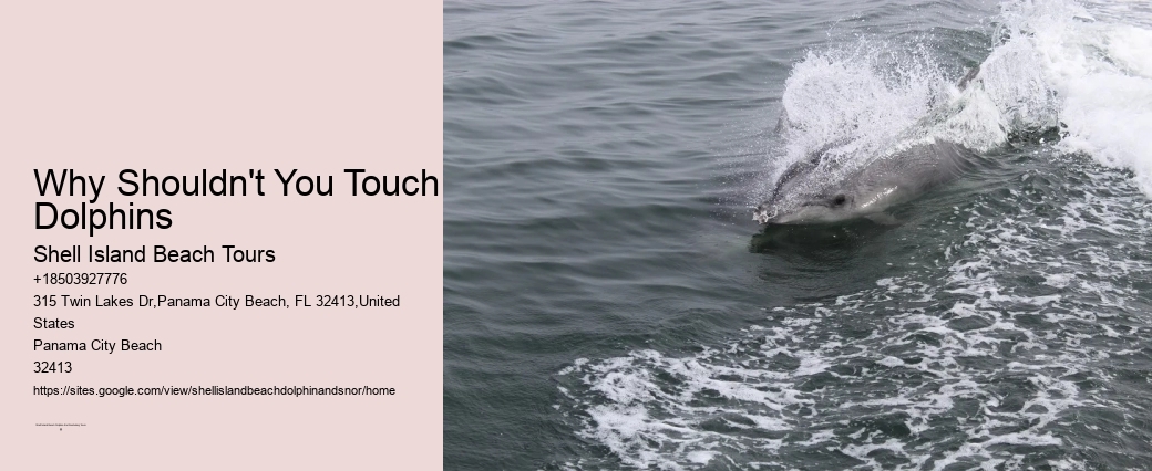 Dolphin Harmony Trips